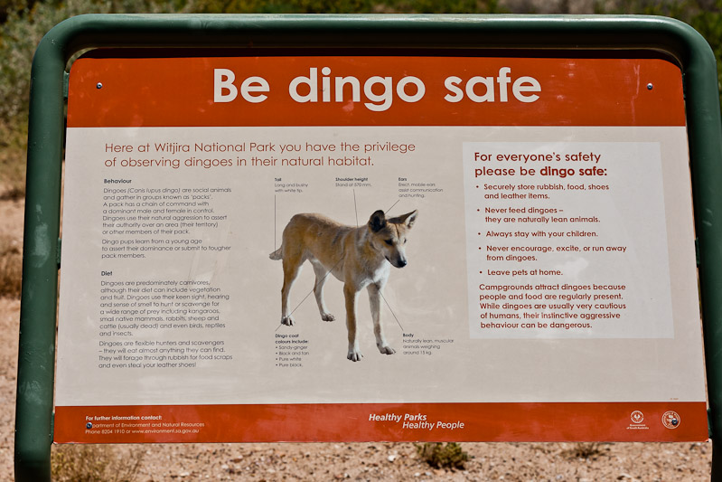 Dingo Safe