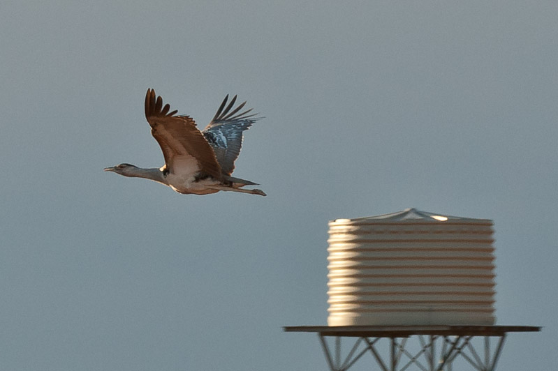 Australian Bustard