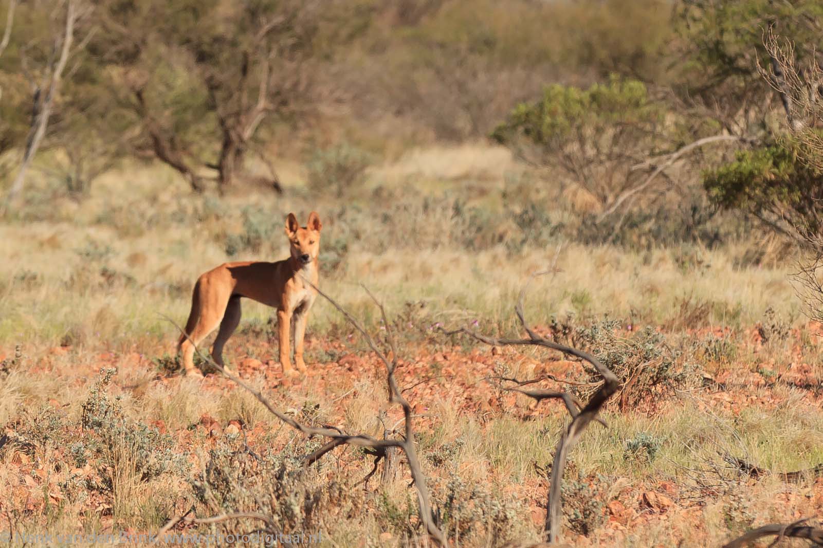 Dingo