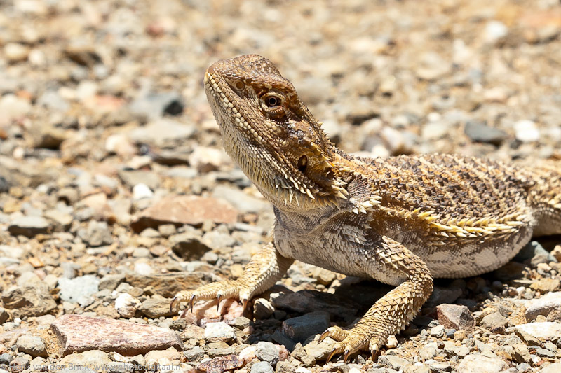 Bearded dragon