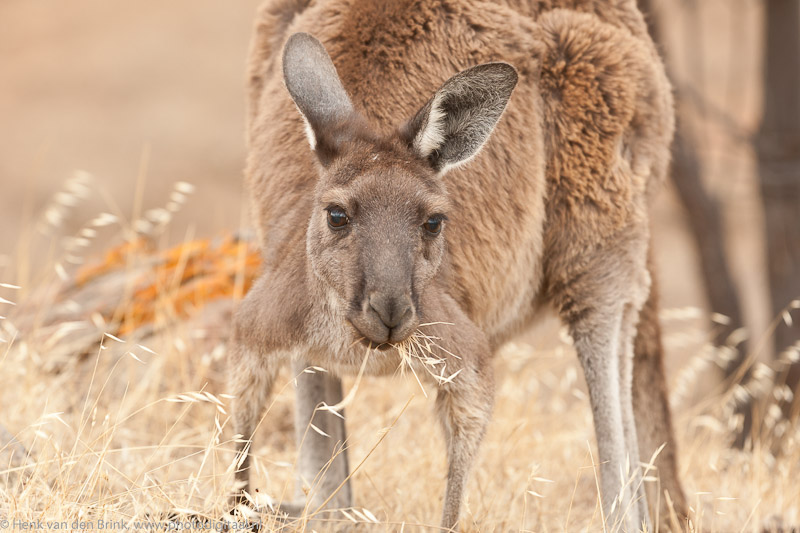 Red Kangeroo