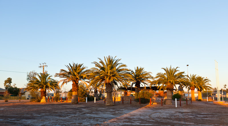 Afghaanse Palmen